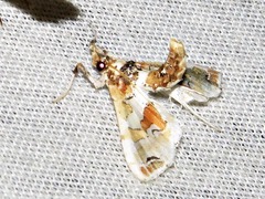 Leucinodes pseudorbonalis
