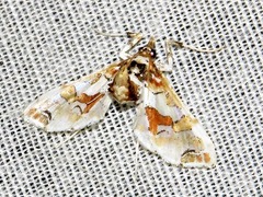 Leucinodes pseudorbonalis