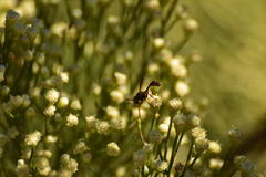 Physocephala marginata