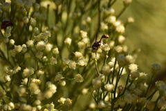 Physocephala marginata