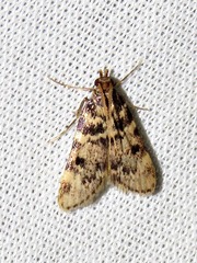 Aglossa incultalis