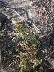 Reseda alba