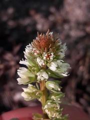 Reseda alba