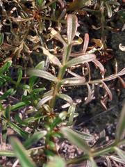 Reseda alba