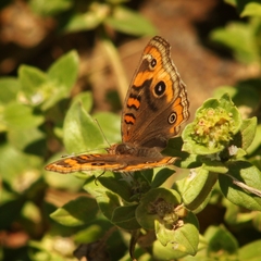 Junonia