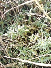 Dianthus pyrenaicus attenuatus