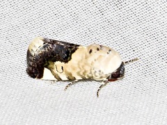 Acontia discoidea