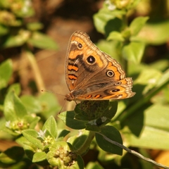 Junonia