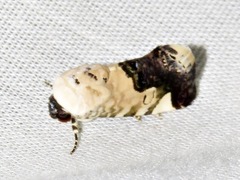 Acontia discoidea