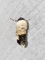 Acontia discoidea