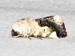 Acontia discoidea