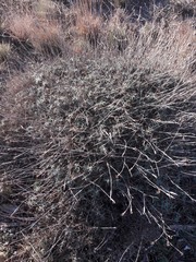 Dianthus pyrenaicus attenuatus