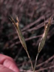 Dianthus pyrenaicus attenuatus