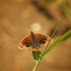 Junonia