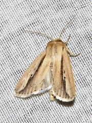 Mythimna tacuna