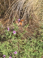 Danaus plexippus