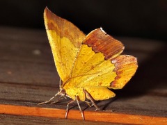 Erastria madecassaria