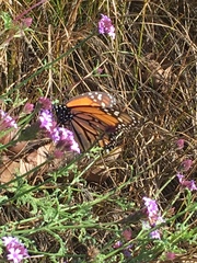 Danaus plexippus