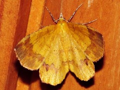 Erastria madecassaria