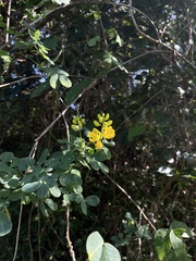 Senna bicapsularis