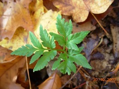 Sceptridium oneidense