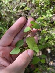 Croton betulinus