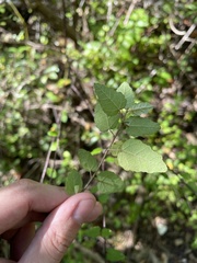 Croton betulinus
