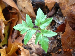 Sceptridium oneidense