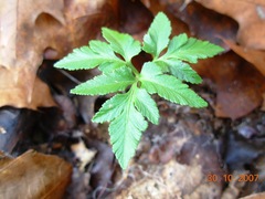 Sceptridium oneidense