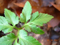 Sceptridium oneidense