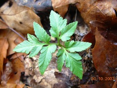 Sceptridium oneidense