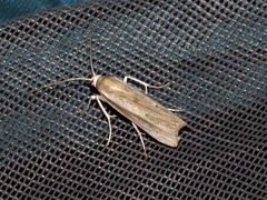 Crambus ellipticellus
