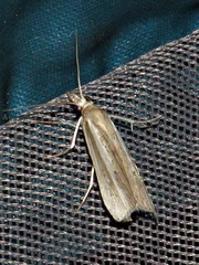 Crambus ellipticellus