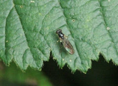 Sphegina elegans