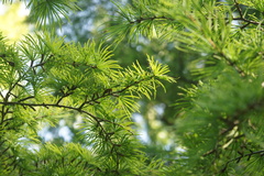 Pseudolarix amabilis