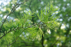 Pseudolarix amabilis
