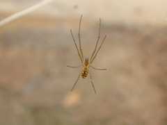 Leucauge