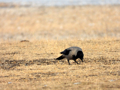 Corvus cornix