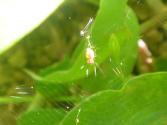 Araneidae