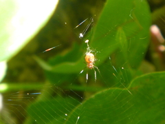 Araneidae