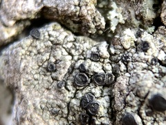 Amandinea