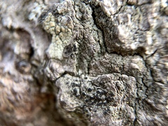 Amandinea
