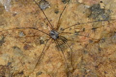 Mitostoma chrysomelas