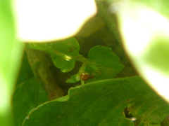 Araneidae