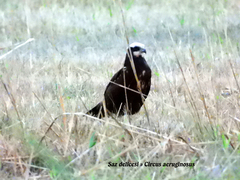 Circus aeruginosus
