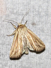 Mythimna internata