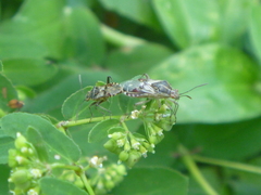 Hemiptera