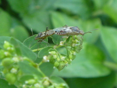 Hemiptera