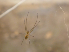 Leucauge