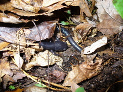 Plethodon variolatus